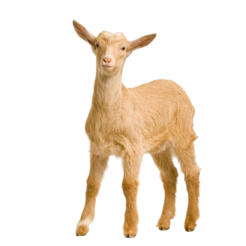 Goat Kid