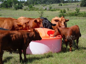 Lick Feeders