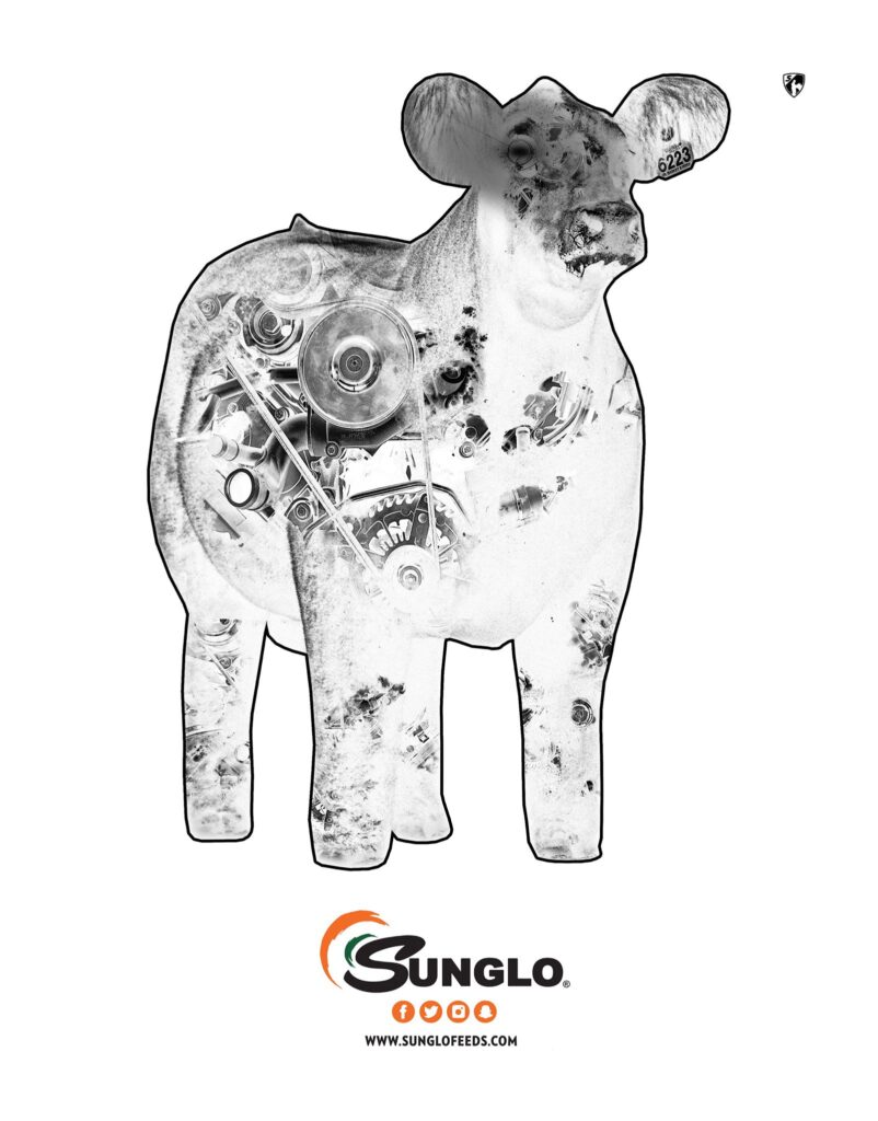 Sunglo cattle