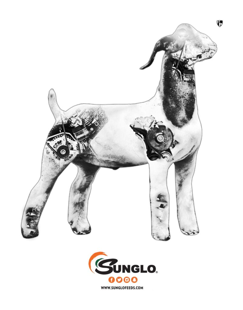 Sunglo goat