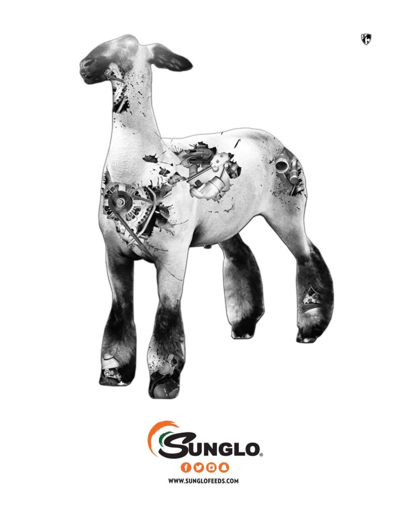 Sunglo sheep