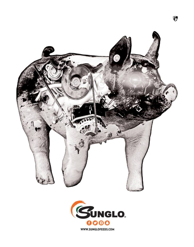 Sunglo swine
