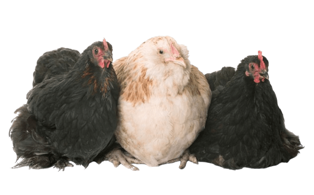 faverolle and pekin chicken
