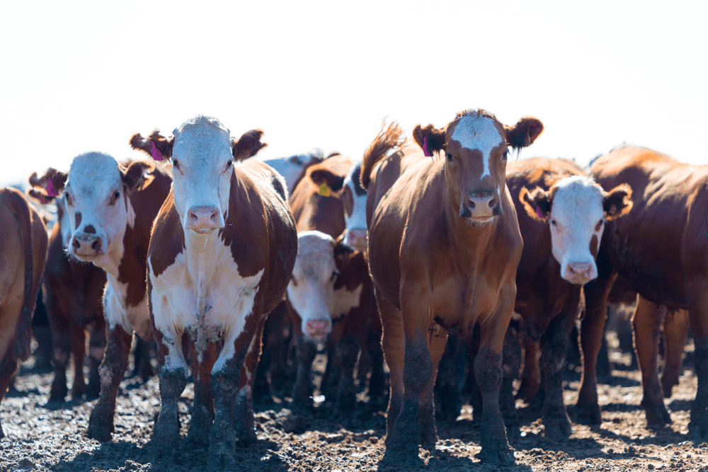 group of cows in livestock farm land