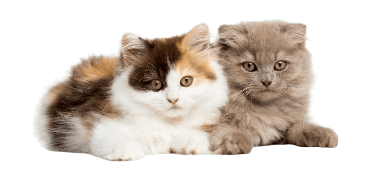 higland straight and fold kittens lying together no bacground
