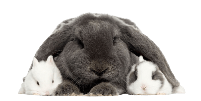 lop eared rabbit and young rabbits