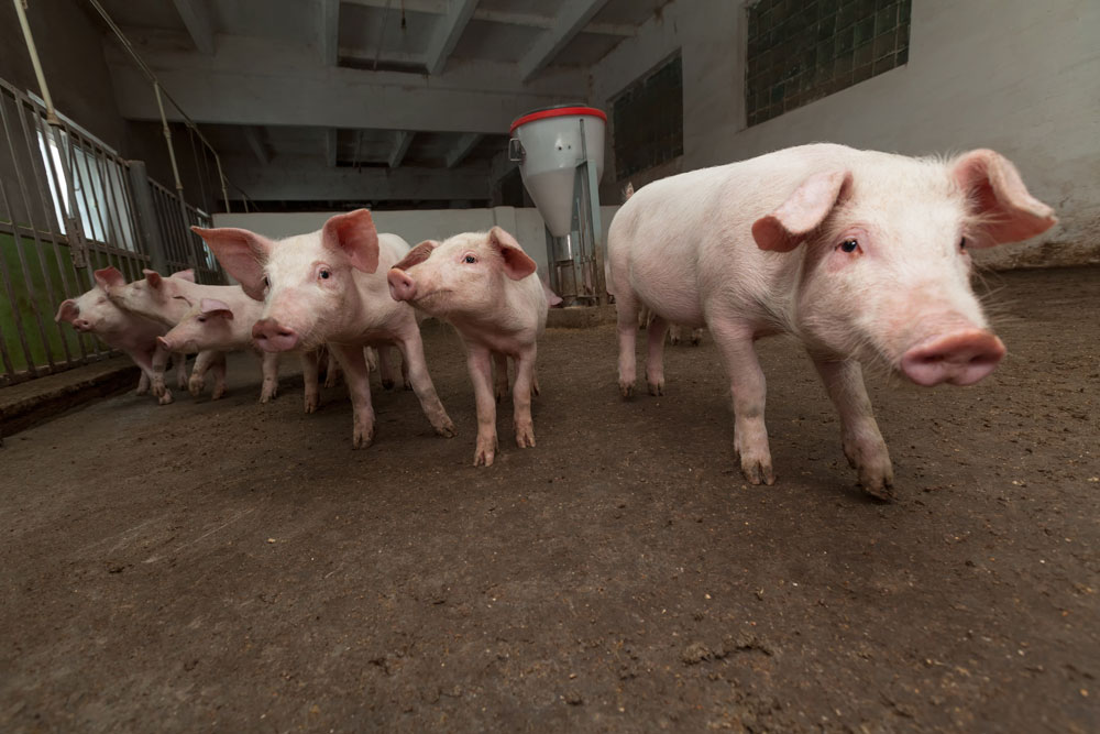 pig farm