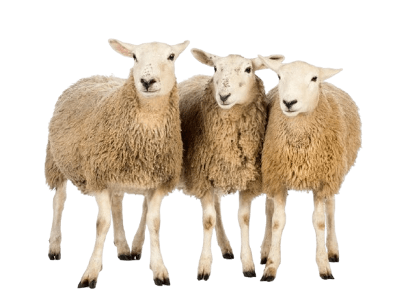 three sheep
